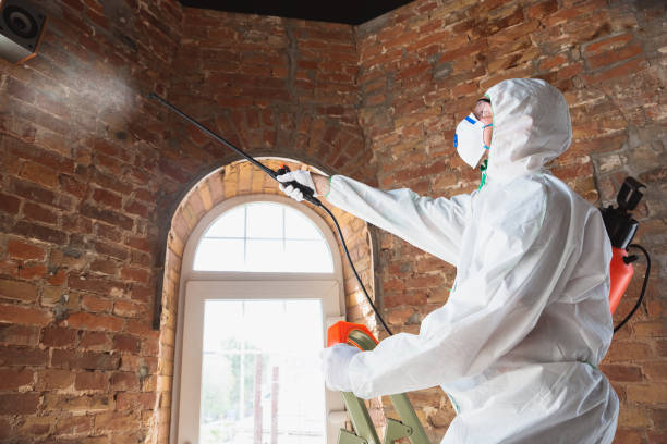 Trusted Laguna Heights, TX Mold Removal Services Experts